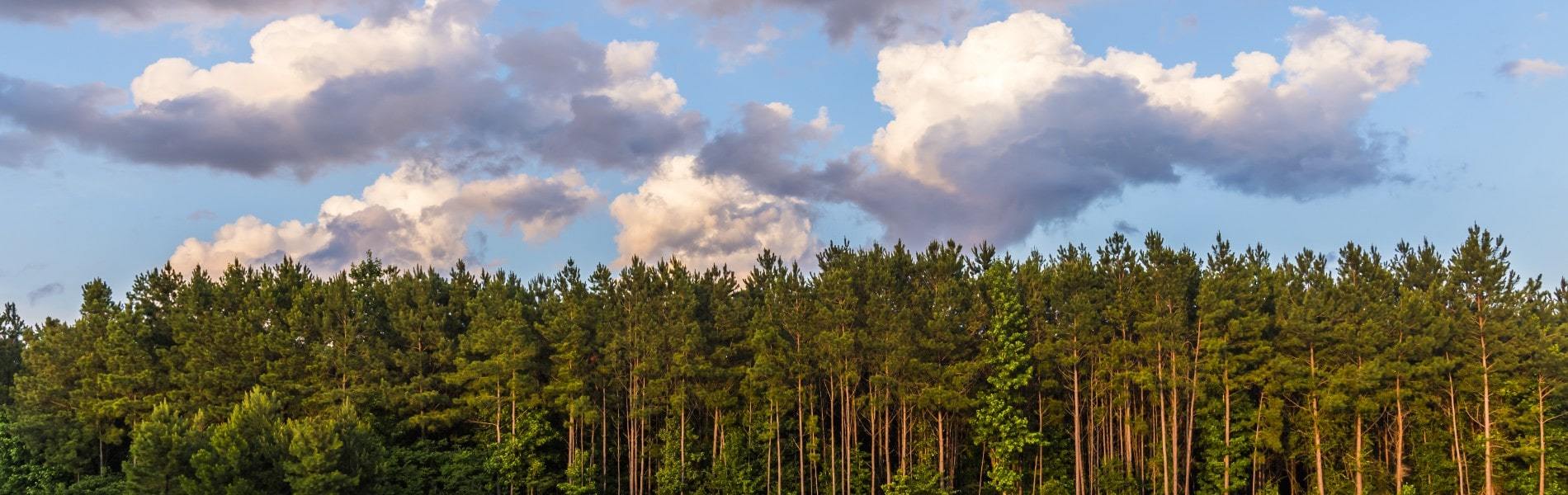 View of treeline in Station Park, Knightdale NC